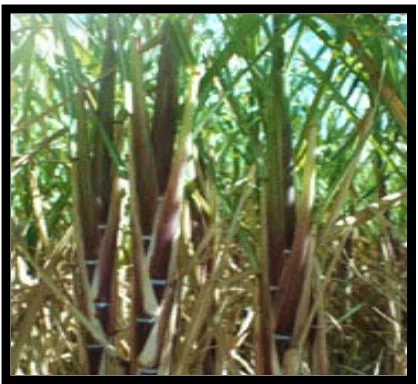 Gambar b.2  Morfologi tanaman tebu 