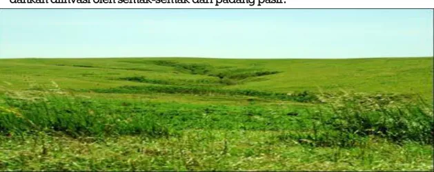 Gambar 38. Bioma padang rumput Stepa 