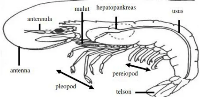Gambar 2. Bagian tubuh Udang Windu (Penaeus monodon) 