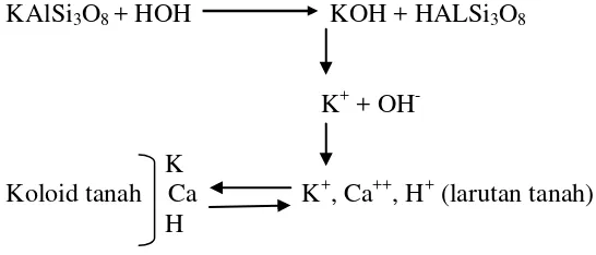 Gambar 3. Proses pelapukan (hidrolisis) K mineral primer menjadi K larutan tanah.  