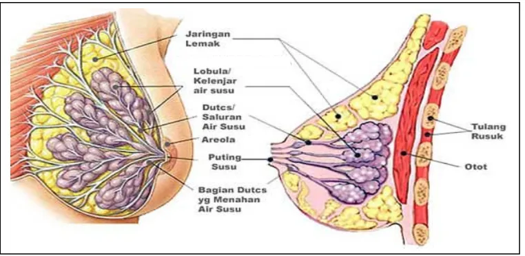 Gambar 2.1 : Anatomi Payudara 