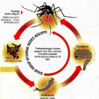 Gambar 2. 9 Daur Hidup Nyamuk Aedes Aegepti Penyebab Demam Berdarah 