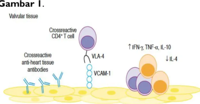 Gambar 1. Peran VCAM-1 Dalam Memediasi Infiltrasi  Sel Limfosit T Ke Dalam Katup Jantung 20
