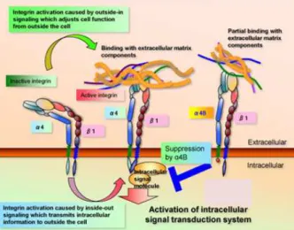 Gambar 1. Mekanisme adhesi RGD-integrin 28 