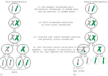 Figure 1 Meiosis. The formation of germ cells (gametes) in (a) males and (b) females. Reproduced from HetheringtonChild Psycology.et al.(2003)McGraw-Hill, with permission from McGraw-Hill.