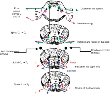 Table 1Superficial (exteroceptive) reflexes innervation