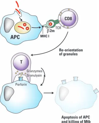 Figure 2.3 Activation and function of CD8 þcytotoxic T cells. Macrophages phagocytose Mtband, in the case of appropriate activation (e.g.,IFN-g) the bacterial cargo is shuttled through avesicular network involving early endosomes,late endosomes, phagosomes