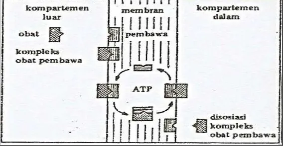 Gambar 7. Transpor trans membran transpor aktif (Joenoes, 2002) 