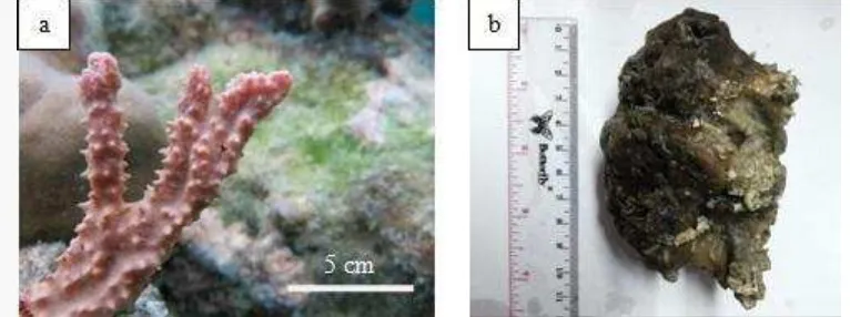 Gambar 1  Penampilan spons a. Callyspongia sp. dan b. Petrosia sp., asal Pulau 