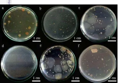 Gambar 2  Penampilan koloni bakteri (umur 24 jam) yang diisolasi dari spons laut jenis Callyspongia sp