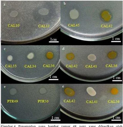 Gambar 4  Penampilan zona hambat (umur 48 jam) yang dihasilkan oleh beberapa isolat bakteri terhadap a