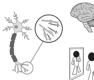 FIGURE 2.1Neuron, synapses, brain, and consciousness.