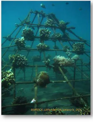 Gambar 4. Rumpon dasar (Sumber : zonaikan.wordpress.com) 