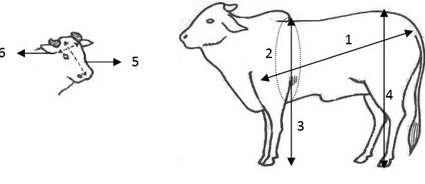 Gambar 1. Skema pengukuran data vital statistik tubuh yang meliputi panjang badan absolut (1), lingkar dada (2), tinggi gumba (3), tinggi pinggul (4), panjang kepala (5), lebar kepala (6) (schematic measurement for body size, i.e