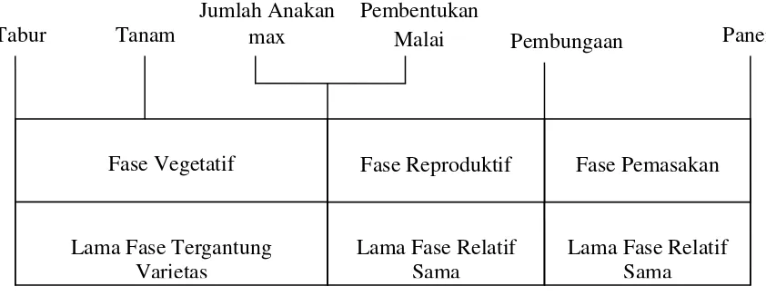 Gambar 1. Fase Pertumbuhan Padi 