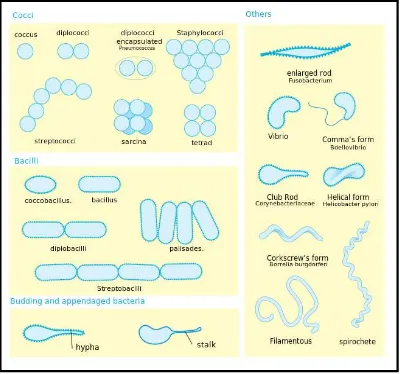 Gambar 2.1 Morfologi Bakteri15 