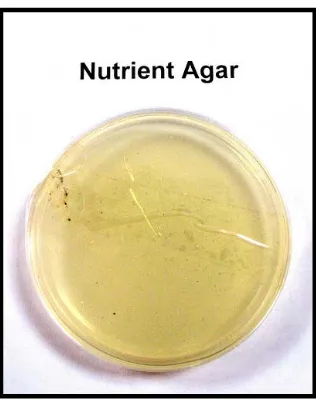 Gambar 2.9 Nutrient Agar (NA)43 