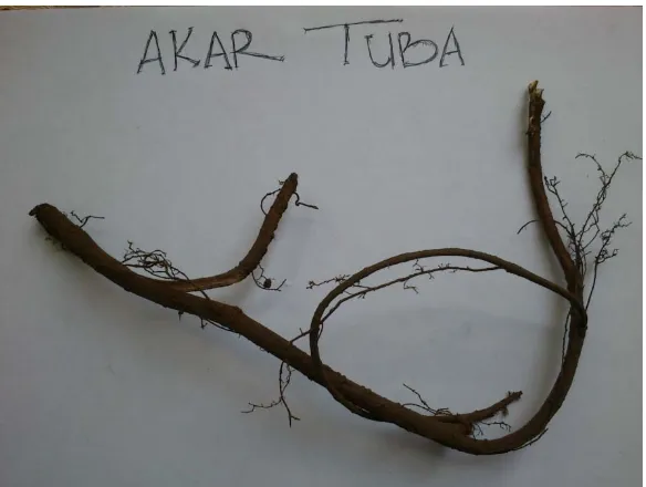 Gambar 6. Akar Tuba (Derris eliptica) Sumber: foto langsung 