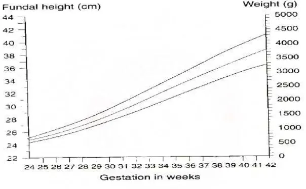 Grafik 1. Hubungan tinggi fundus uteri terhadap usia kehamilan dan berat 