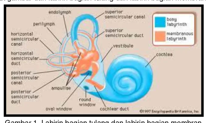 Gambar 1. Labirin bagian tulang dan labirin bagian membran 