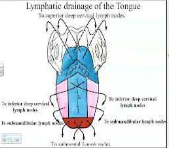 Gambar 2. Anatomi kelenjar limfe lidah.10 