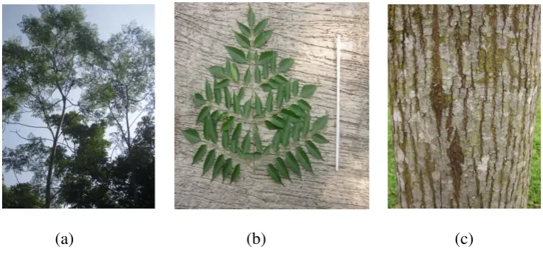 Gambar 1 : a.Pohon Mindi b.Daun Mindi c.Kulit Mindi 