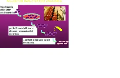Gambar 3: Penyisupan DNA virus ke sel ragi
