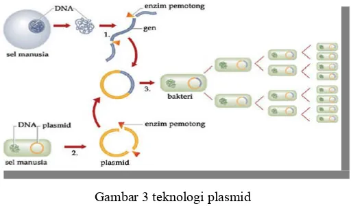Gambar 3 teknologi plasmid