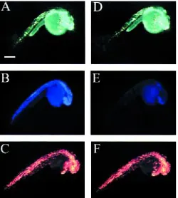 Gambar 5. GFP dan DsRed dapat direproduksi, sedangkan BFP bersifat fotolitik. Embrio 24-hpf itu diterangiselama 15 menit dengan cahaya dari yang sesuai filter eksitasi waktu dimulai (0 min) untuk GFP,BFP, dan DsRed ditampilkan di panel A, B, dan C, masing-