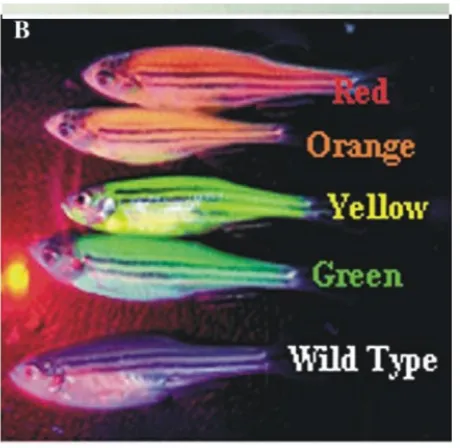 Gambar 7  ikan zebra transgenik pada 385 sinar ultraviolet 