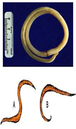 Gambar 2.1 Cacing Ascaris lumbricoides dewasa (A: betina dan B: jantan) 17
