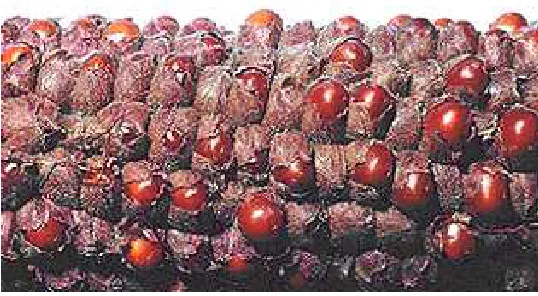 Gambar 4. Susunan biji teosinte.