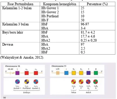 Tabel 2.1 Hemoglobin normal manusia pada berbagai fase pertumbuhan  