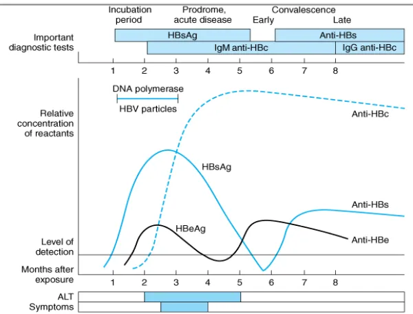 Gambar 2.5 Gambaran klinis dan serologis yang terjadi pada  (Brooks, et al., 2008). pasien dengan  infeksi HBV 