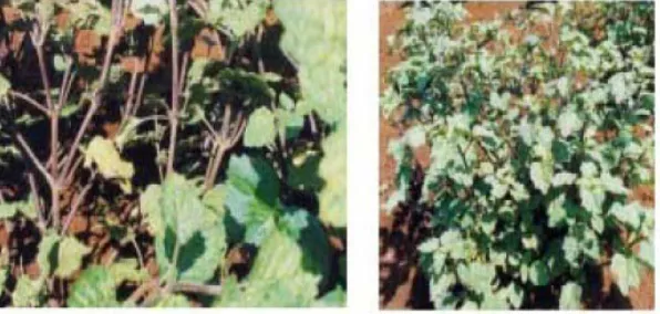 Gambar 2.1 Tumbuhan tanaman  nilam   