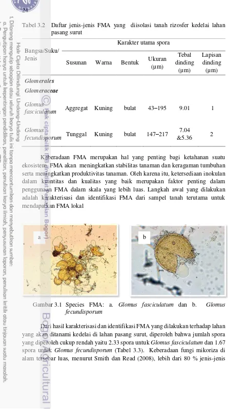 Tabel 3.2  Daftar jenis-jenis FMA yang  diisolasi tanah rizosfer kedelai lahan 