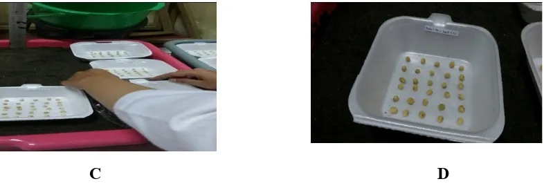 Gambar A: Benih kedelai pada styrofoam dengan diameter lubang 1mm, 2 mm, 3,5 mm
