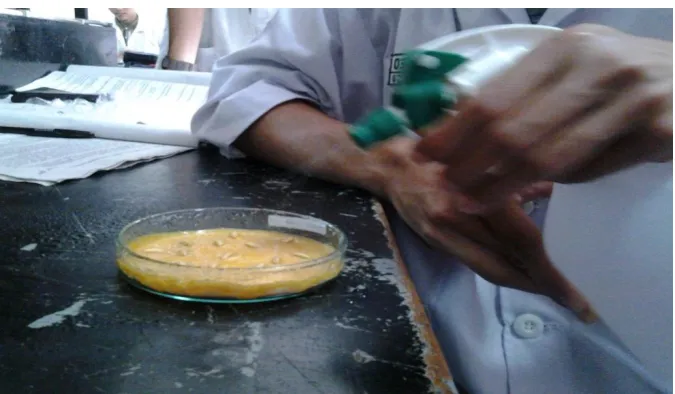 Gambar 7 (penyemprotan 0 ppm) 