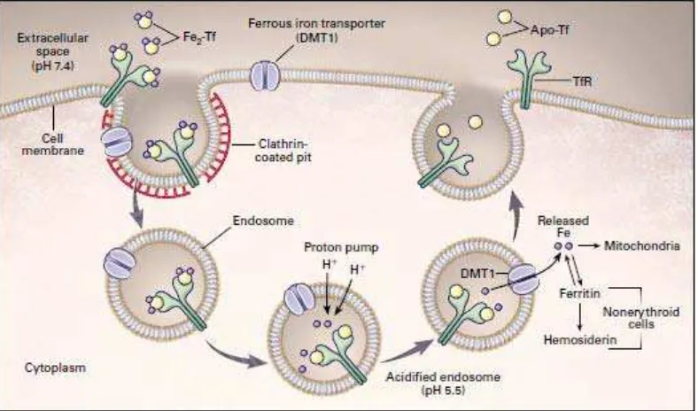 Gambar 2.3. Siklus Transferin. Sumber: Andrews, N. C., 1999. Disorders of Iron Metabolism