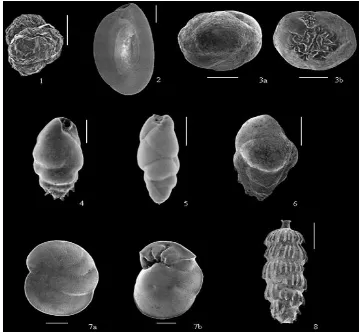 Gambar 2.  Spesies toleran antara Foraminifera hidup N5% dari Acqua dei Corsari (Palermo) 