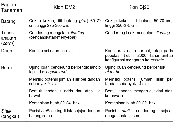 Tabel 7    Deskripsi tanaman pisang Cavendish klon DM2 dan Cj20 
