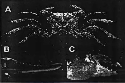 Gambar 8. Perisesarma indiarum, jantan (14,25 x 17,18 mm), MZB Cru 4069. A. Karapas, kaki pertama yang bercapit dan kaki jalan 2-5