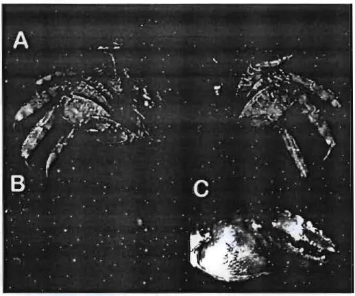 Gambar 10. Per;sesarma semper;, jantan (11,57 x 14,12 mm), MZB Cru 4078. A. Karapas, kaki pertama yang bercapit dan kaki jalan 2-5