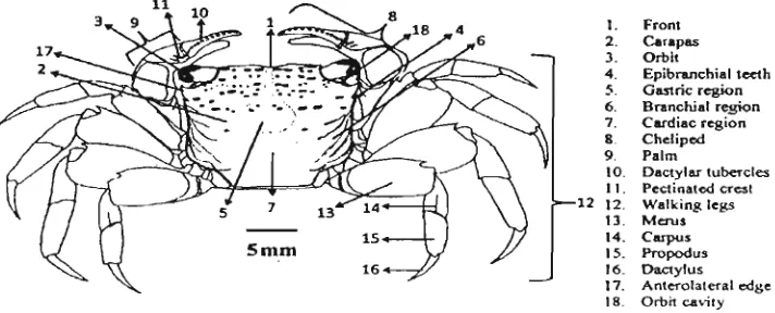 Gambar 1. Morfologi kepiting genus Perisesarma De Man, 1895. Figure 1. Morphology of crab genus Perisesarma De Man, 1895. 