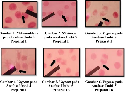Gambar 1. Mikronukleus 