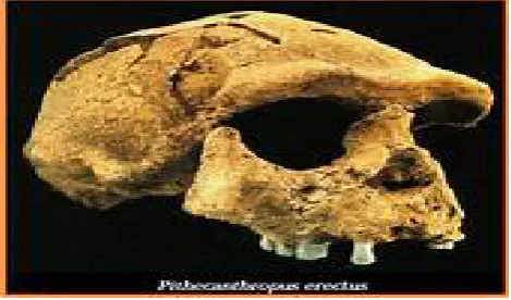 Gambar 4. Tengkorak Pithecanthropus erectus