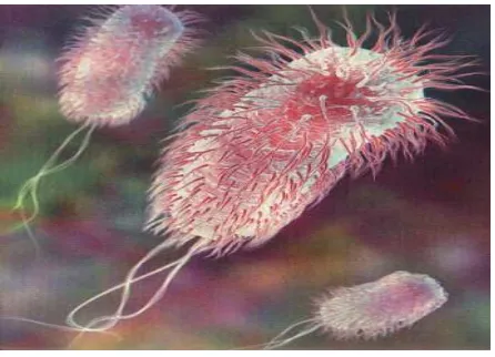 Gambar 2.7 Bakteri E. coli (Drew F, 2010) 
