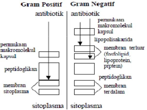 Gambar 2.8 Perbandingan struktur dinding sel bakteri gram negatif dan positif (Suprianto, 2008) 