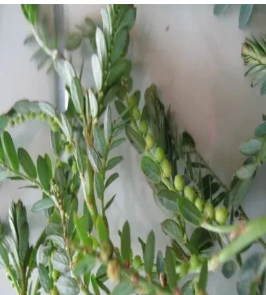 Gambar 2.1. Herba meniran (Phyllanthus niruri L) 