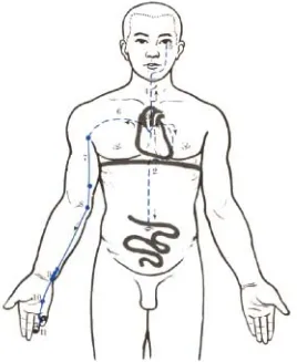 Gambar 16 : Aliran Qi Organ Shao Yin Tangan Jantung